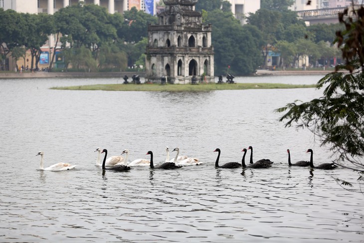 Hà Nội thả đàn thiên nga xuống hồ Hoàn Kiếm - Ảnh 2.