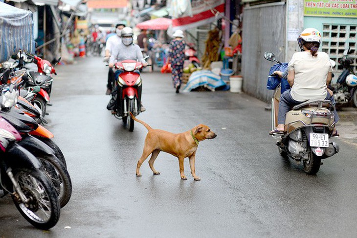 Hà Nội buộc đăng ký với chính quyền khi nuôi chó, mèo - Ảnh 1.