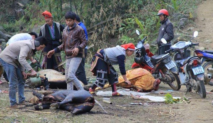 540 trâu bò vùng cao chết rét - Ảnh 1.