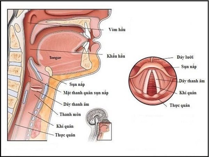 Dấu hiệu mềm sụn thanh quản ở trẻ nhỏ - Ảnh 1.