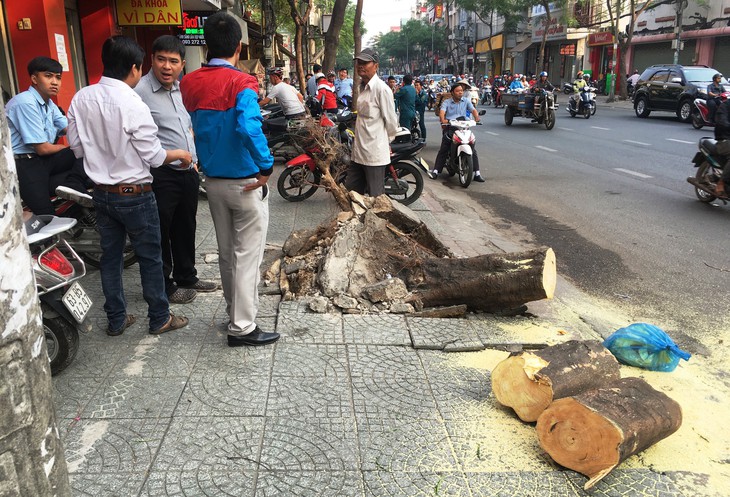 Cây phượng bật gốc đè bị thương người đi đường - Ảnh 2.