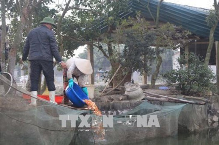 Làng nghề nuôi cá chép “cõng” ông Công, ông Táo bội thu - Ảnh 1.