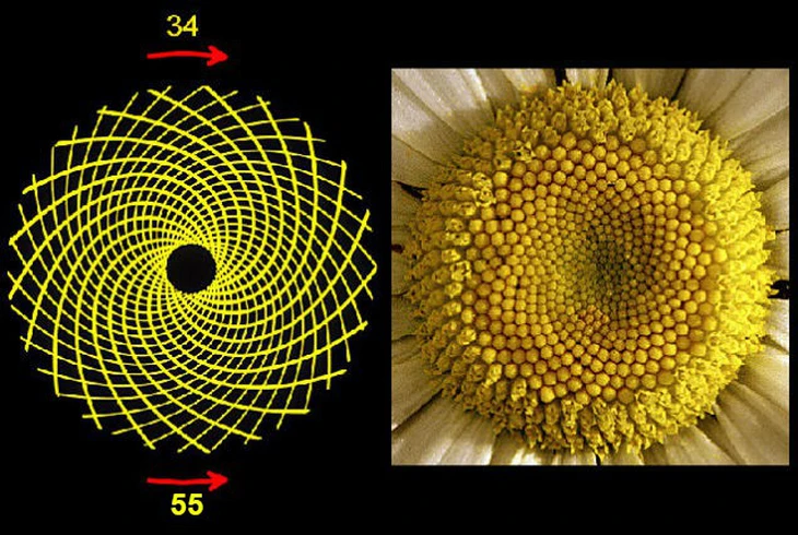 Dãy số Fibonacci và những bí ẩn trong tự nhiên - Ảnh 4.