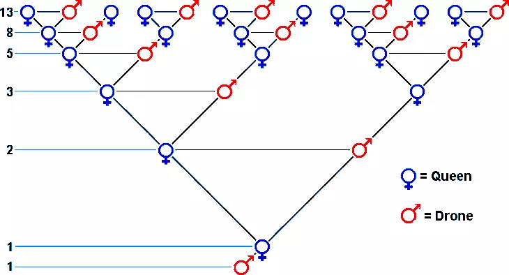 Dãy số Fibonacci và những bí ẩn trong tự nhiên - Ảnh 2.