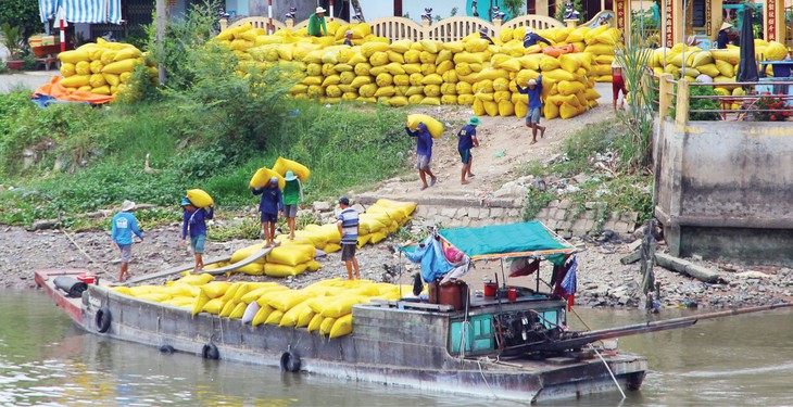 Bỏ gánh nặng cho hạt gạo Việt - Ảnh 1.