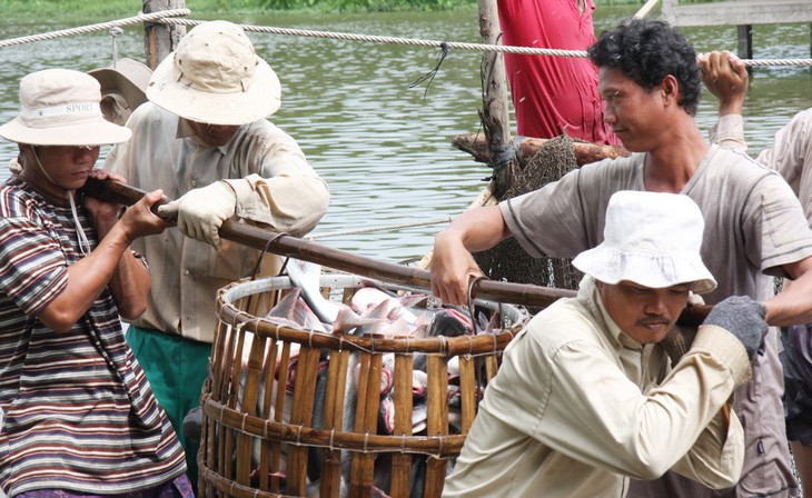 Farm Bill và thuế chống bán phá giá chặn đường cá tra vào Mỹ - Ảnh 1.