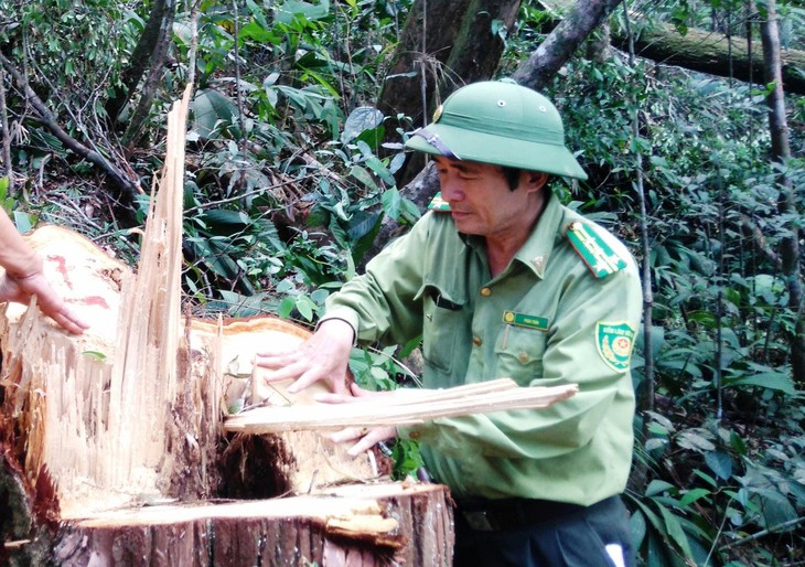 Quảng Nam kỷ luật lãnh đạo kiểm lâm vì vụ phá rừng Tiên Lãnh - Ảnh 2.