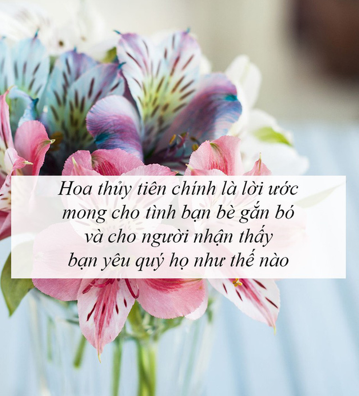 Ý nghĩa của các loài hoa tặng người phụ nữ ta thương - Ảnh 6.