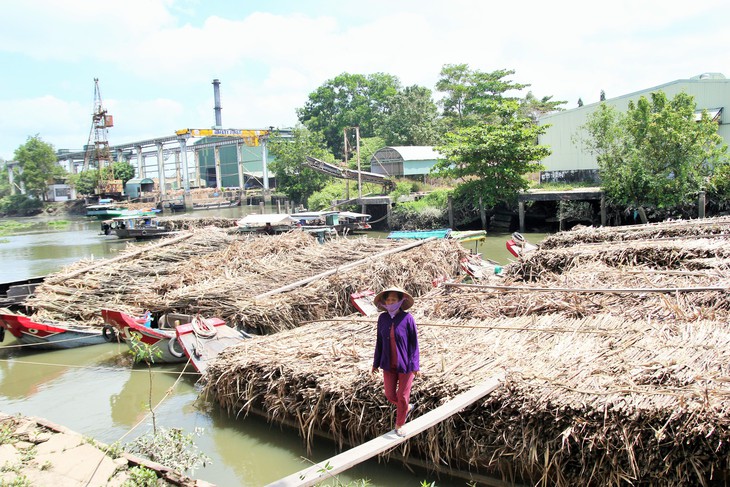 Nông dân điêu đứng nhìn mía già khi nhà máy chậm thu mua - Ảnh 3.