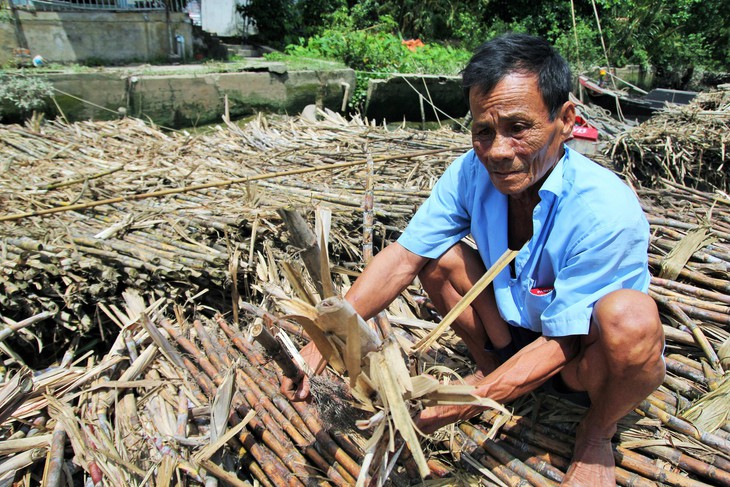 Nông dân điêu đứng nhìn mía già khi nhà máy chậm thu mua - Ảnh 6.