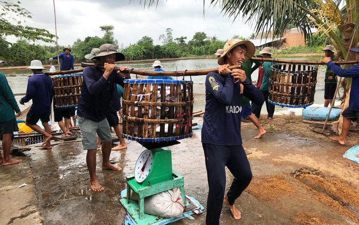 Xuất khẩu cá tra sang Trung Quốc tăng nóng - Ảnh 1.