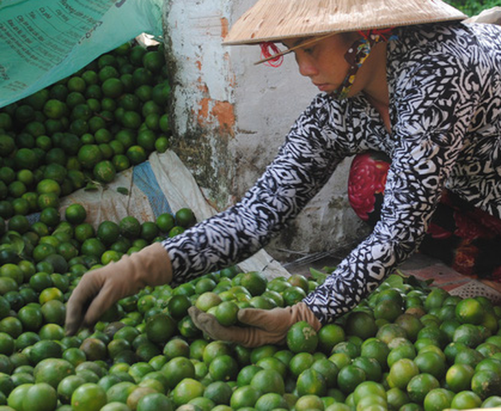 Chanh Long An được giá, Sở Nông nghiệp tỉnh cảnh báo - Ảnh 1.