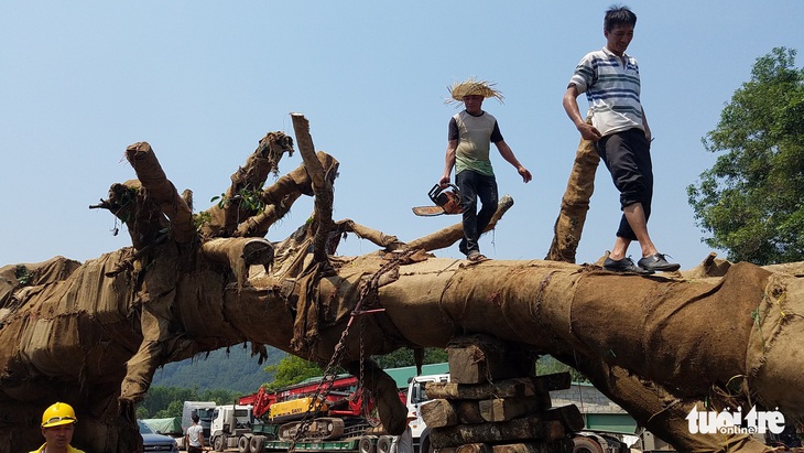 3 cây siêu khủng được cắt bớt chuẩn bị chuyển đi Hà Nội - Ảnh 5.