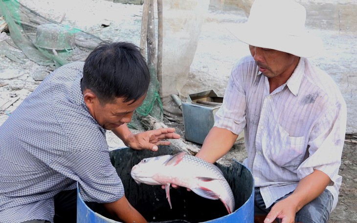 Nông dân miền Tây trúng đậm nhờ "lén lút" nuôi cá hô