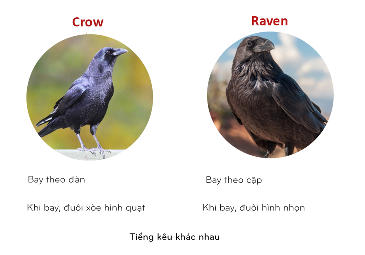 8 cặp động vật dễ bị nhầm tên khi dịch từ Anh sang Việt - Ảnh 7. 8 cặp động vật dễ bị nhầm tên khi dịch từ Anh sang Việt - Ảnh 7.
