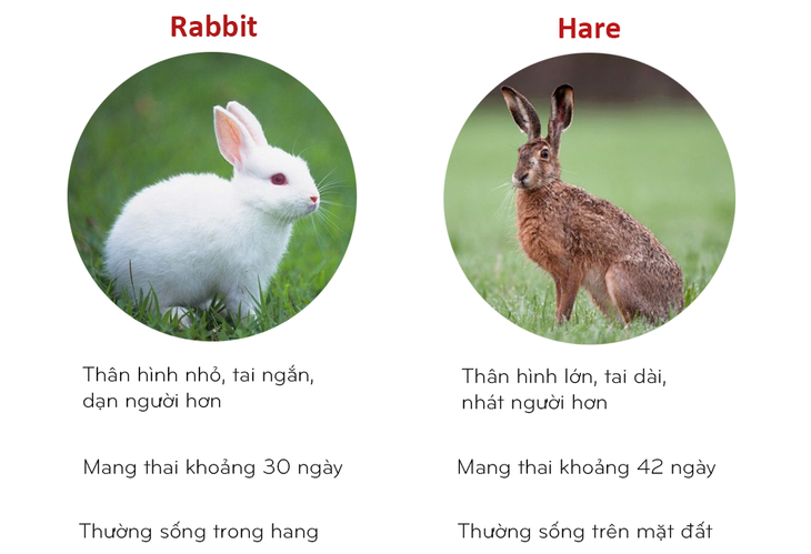 8 cặp động vật dễ bị nhầm tên khi dịch từ Anh sang Việt - Ảnh 5. 8 cặp động vật dễ bị nhầm tên khi dịch từ Anh sang Việt - Ảnh 5.