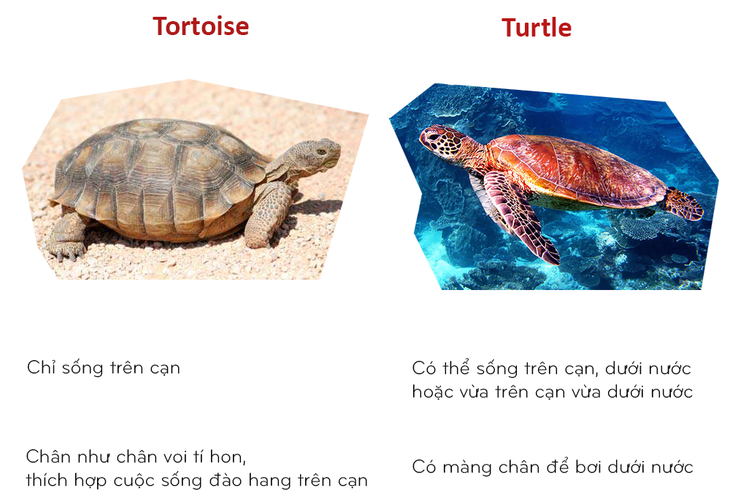 8 cặp động vật dễ bị nhầm tên khi dịch từ Anh sang Việt - Ảnh 4. 8 cặp động vật dễ bị nhầm tên khi dịch từ Anh sang Việt - Ảnh 4.