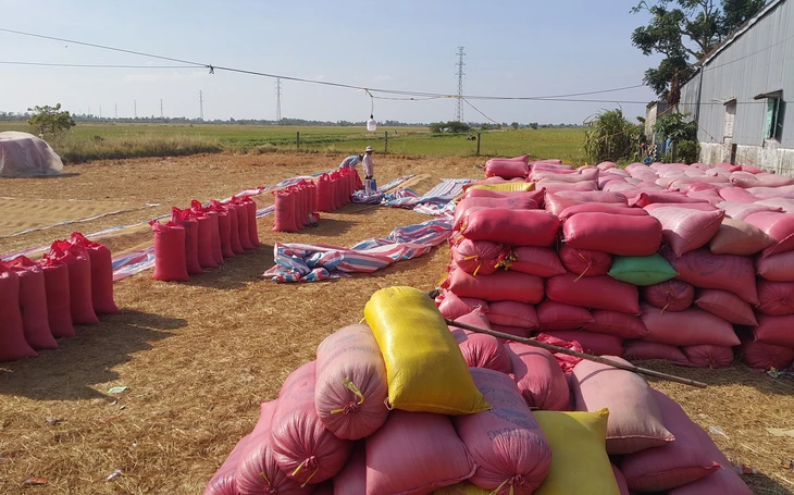  Mô hình trồng lúa hữu cơ liên kết phát triển ở miển Tây - Ảnh 3.