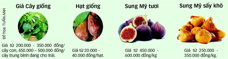 Săn lùng sung Mỹ thơm ngọt - Ảnh 2.