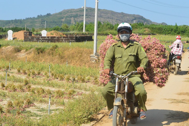 Thu hoạch hành ở Lý Sơn