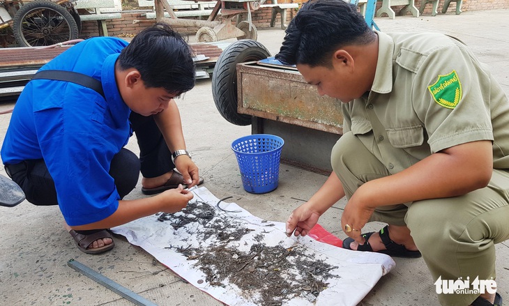 Đinh xuất hiện trên quốc lộ 1, chính quyền ra tay thu gom - Ảnh 3.