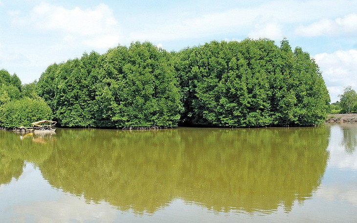 Trồng rừng đước nuôi tôm