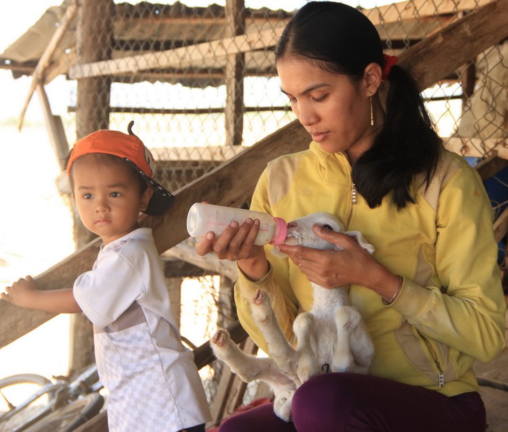 Nắng hạn, cừu Ninh Thuận chết hàng loạt - Ảnh 4.