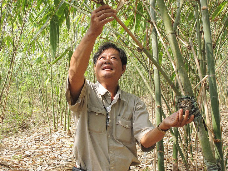 Hai mươi năm trồng tre giữ... cò - Ảnh 1.