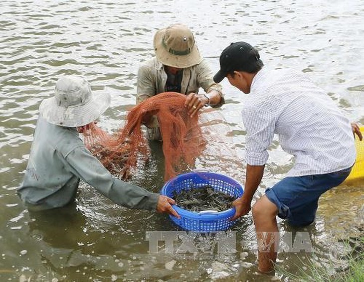 Giá tôm tại Sóc Trăng giảm xuống mức thấp nhất trong 2 năm - Ảnh 1.