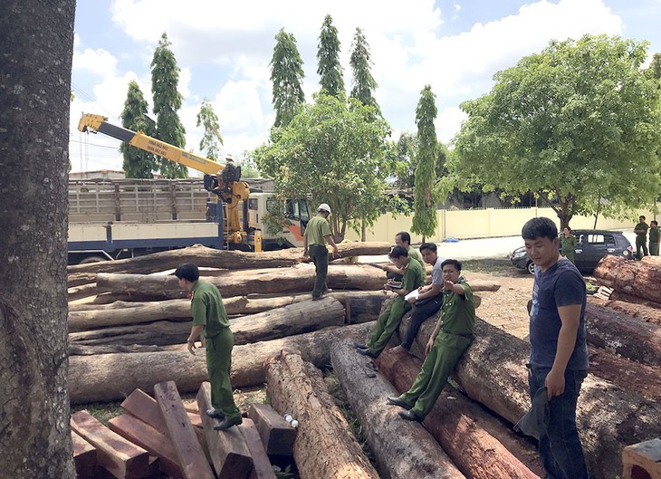 Từ 1-6, gỗ lậu sẽ không được nhập vào châu Âu - Ảnh 1.