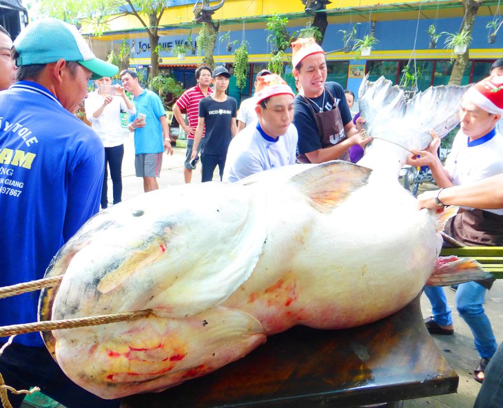 Huyền thoại đánh bắt quái ngư Vàm Nao - Ảnh 3.