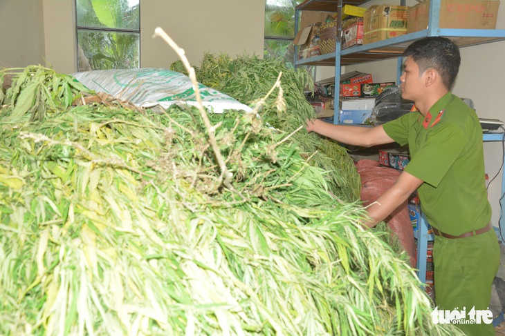 Hậu Giang phát hiện hàng trăm cây cần sa trồng trong vườn nhà dân - Ảnh 1.