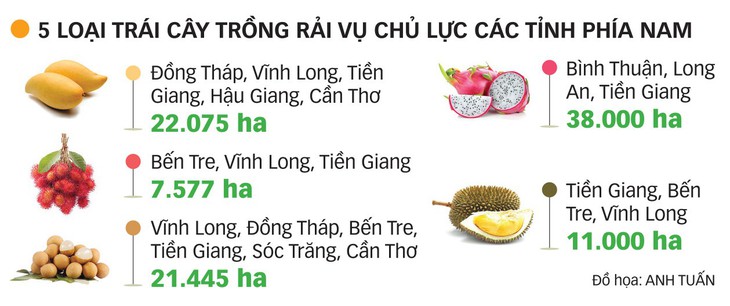 Dán tem thương hiệu cho bưởi - Ảnh 3.