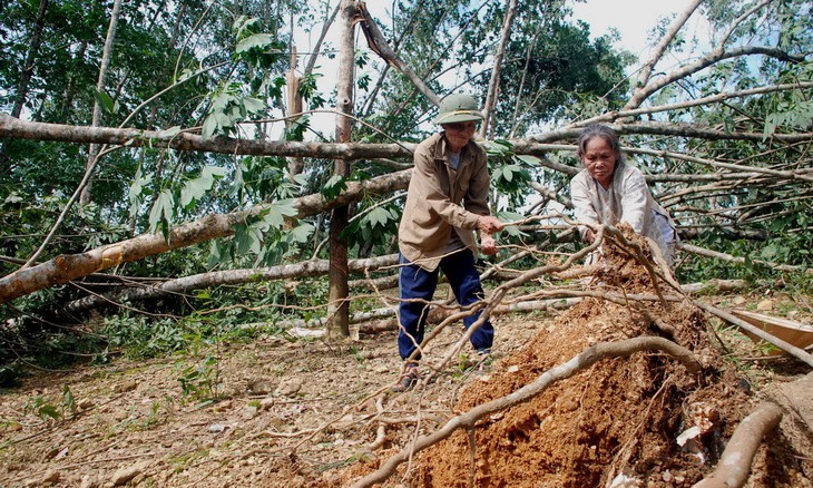 Trồng cây gì khi vỡ mộng cao su? - Ảnh 1.