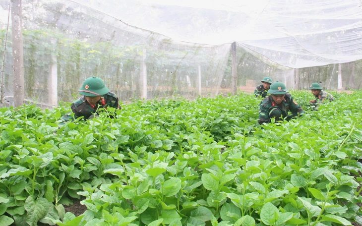 Rau, gà bộ đội tăng gia đắt hàng dịp Tết - Ảnh 5.