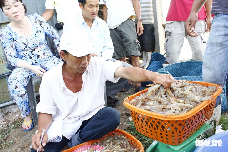 Lại bàn cách giải cứu tôm - Ảnh 1.