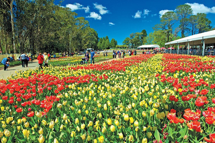 Quên lối về giữa ngàn hoa Floriade - Ảnh 1. Quên lối về giữa ngàn hoa Floriade - Ảnh 1.