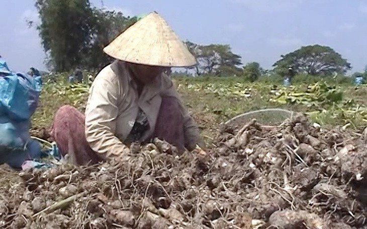 Người trồng khoai môn điêu đứng vì đối tác Trung Quốc 