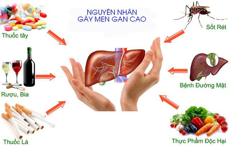 Sự nguy hiểm của men gan cao - Ảnh 1.