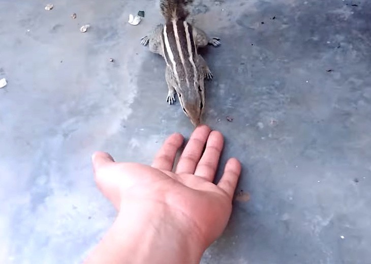 Sóc mẹ hôn tay ân nhân cứu sóc con - Ảnh 5. Sóc mẹ hôn tay ân nhân cứu sóc con - Ảnh 5.