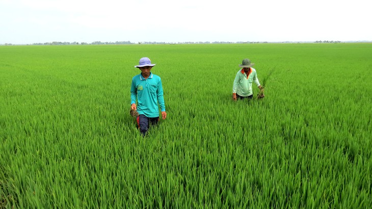 Nông nghiệp không hóa chất vẫn sống khỏe - Ảnh 1.