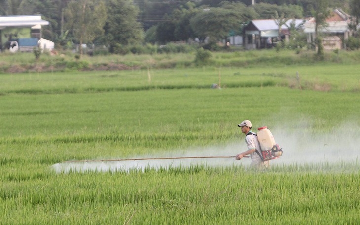 Ông Ba Tri mê trồng lúa sạch - Ảnh 2.