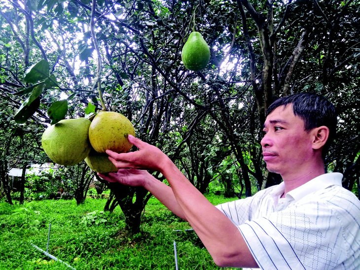 Trồng bưởi sạch bán sang Châu Âu - Ảnh 1.