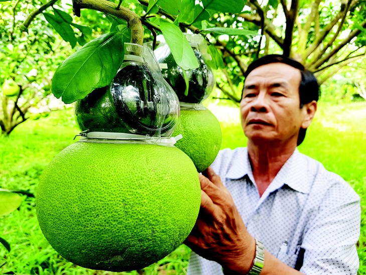 Vua trái lạ lo bị mất ngai - Ảnh 1.