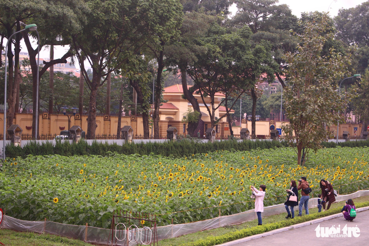 Vườn hoa mặt trời 2.000m2 khoe sắc giữa thủ đô - Ảnh 5. Vườn hoa mặt trời 2.000m2 khoe sắc giữa thủ đô - Ảnh 5.