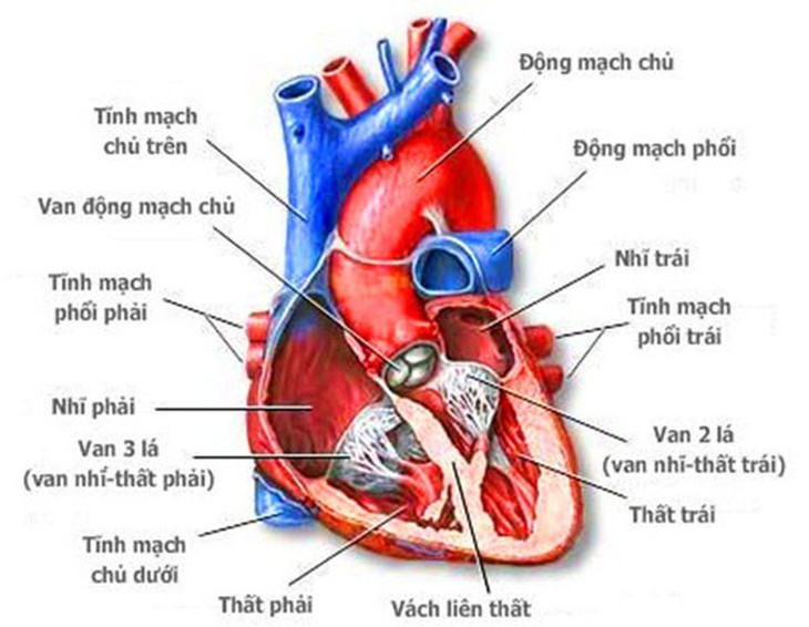 Bệnh tim bẩm sinh ở trẻ em - Ảnh 1.