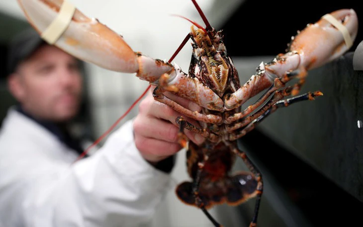 Độc lạ: Nước Anh cấm luộc tôm hùm khi chúng còn… sống - Ảnh 3.