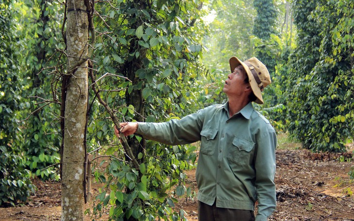 Giao đất nông, lâm trường địa phương sợ không dám nhận