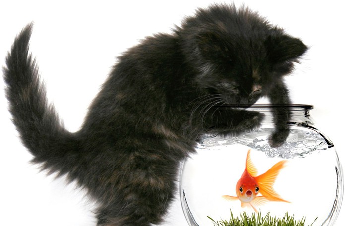 Bí mật tiến hóa ít ngờ: Càng đi thẳng, con người càng thuận tay phải? - Ảnh 3.