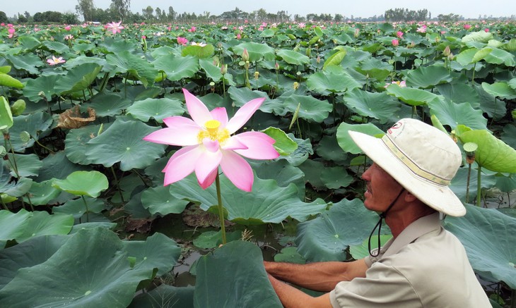 Trồng sen thay lúa vụ ba ở An Giang - Ảnh 2.